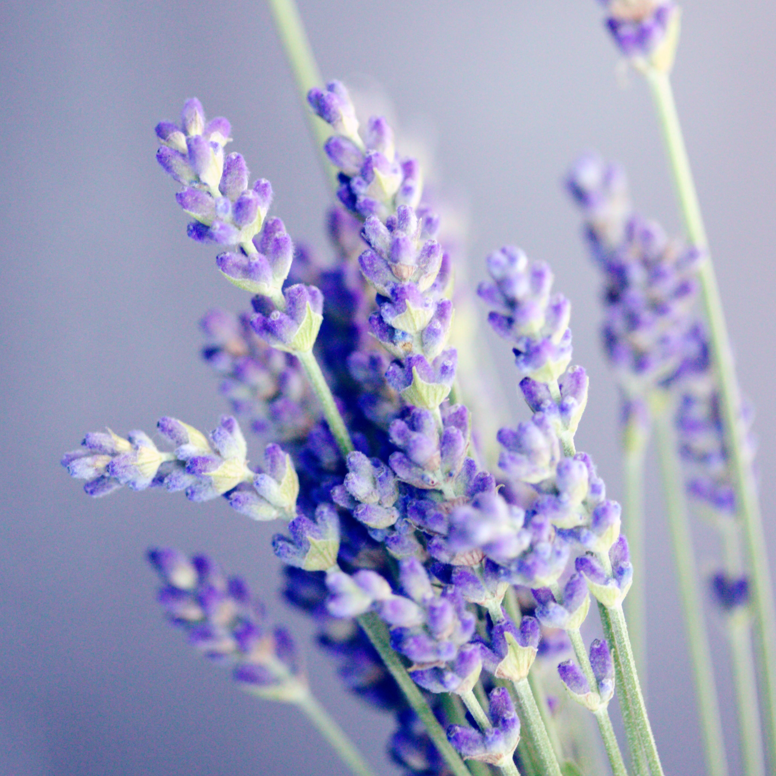 #locale_de#locale_nl