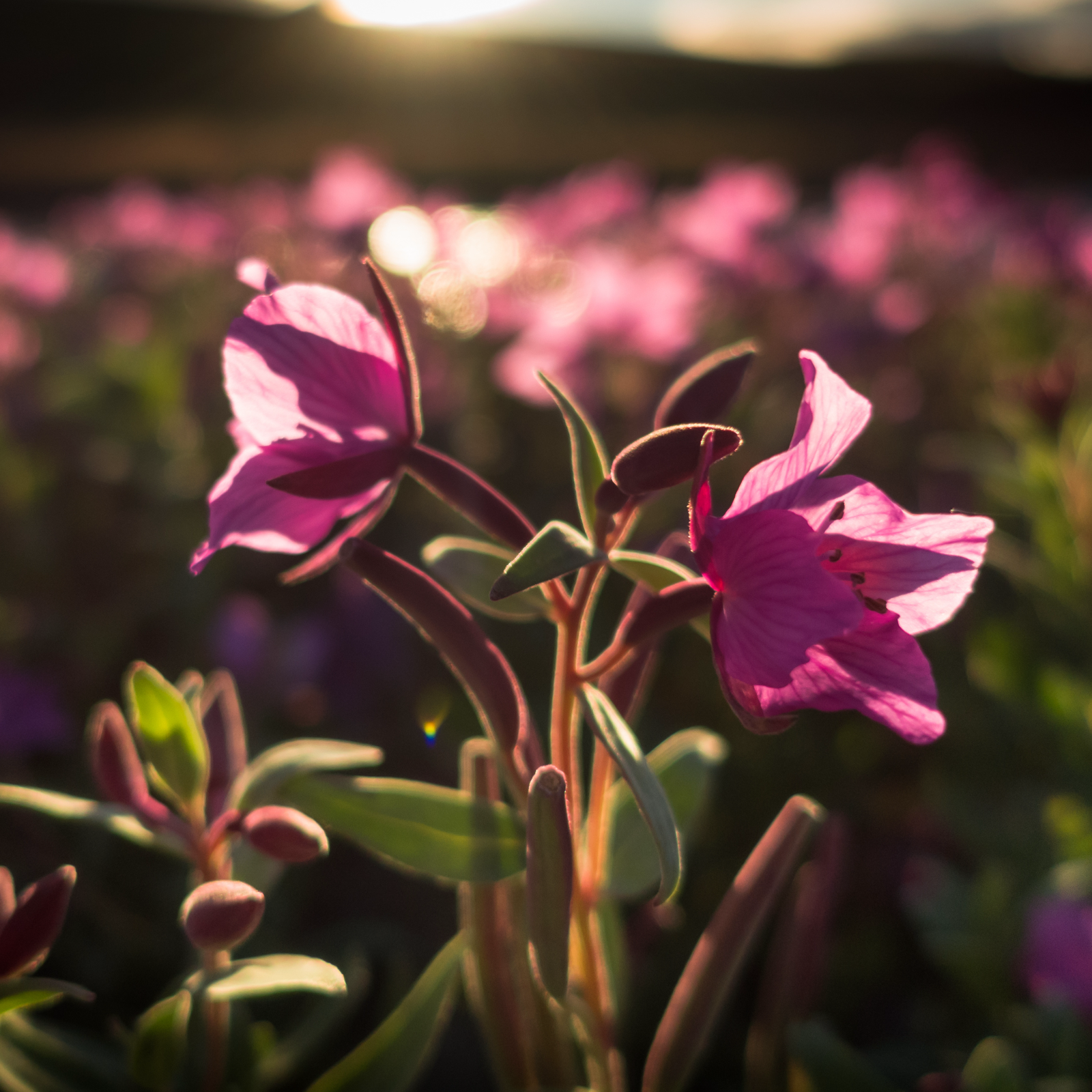 #locale_de#locale_nl