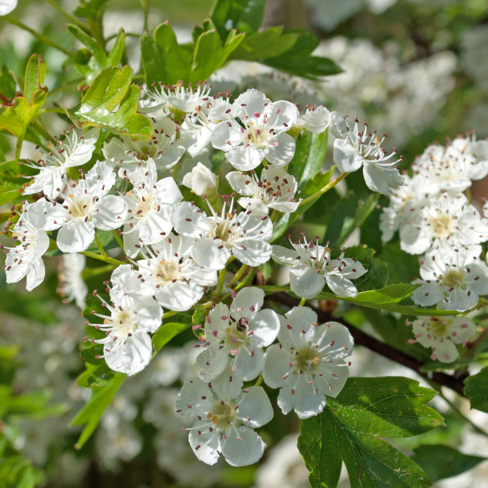 #locale_de#locale_nl