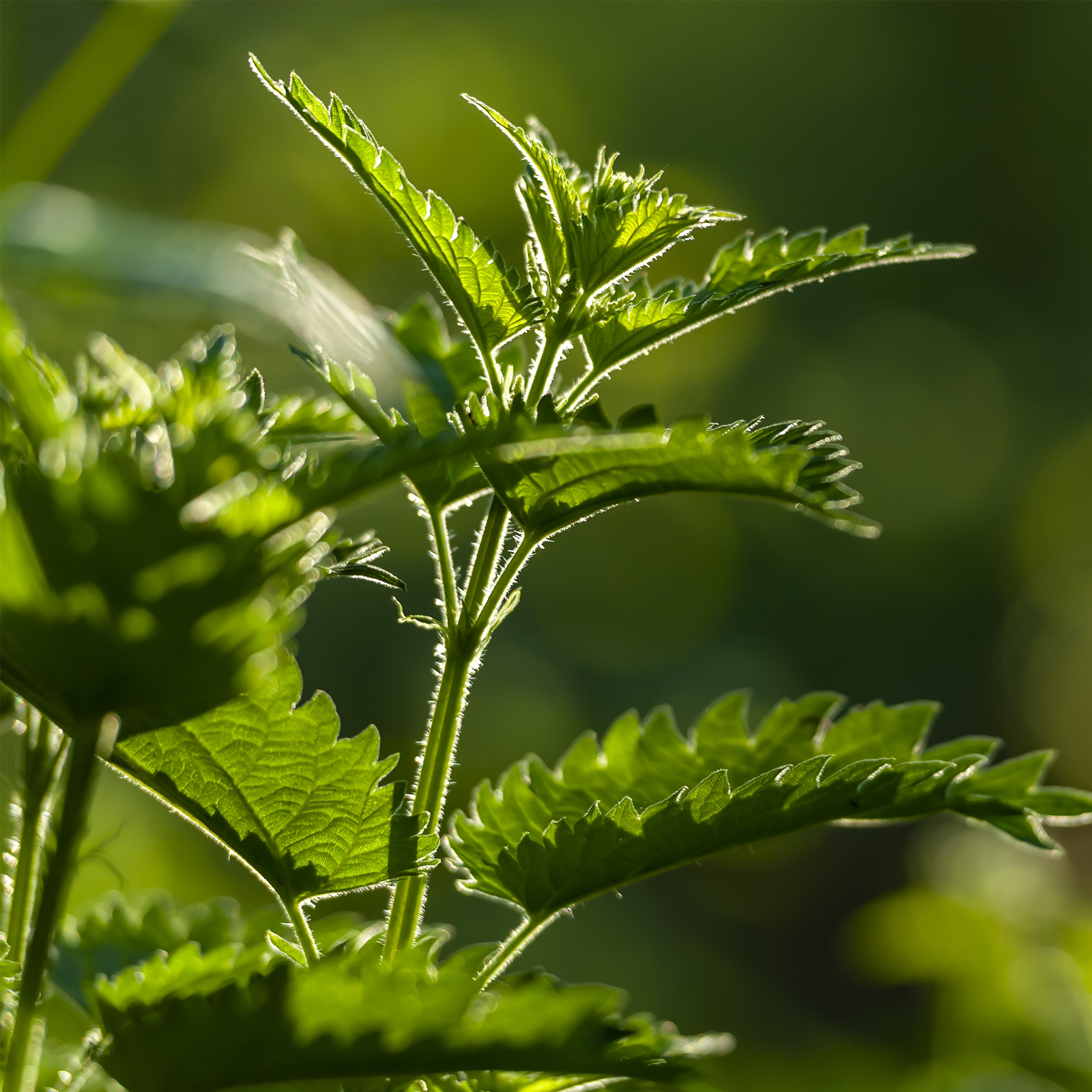 #locale_de#locale_nl