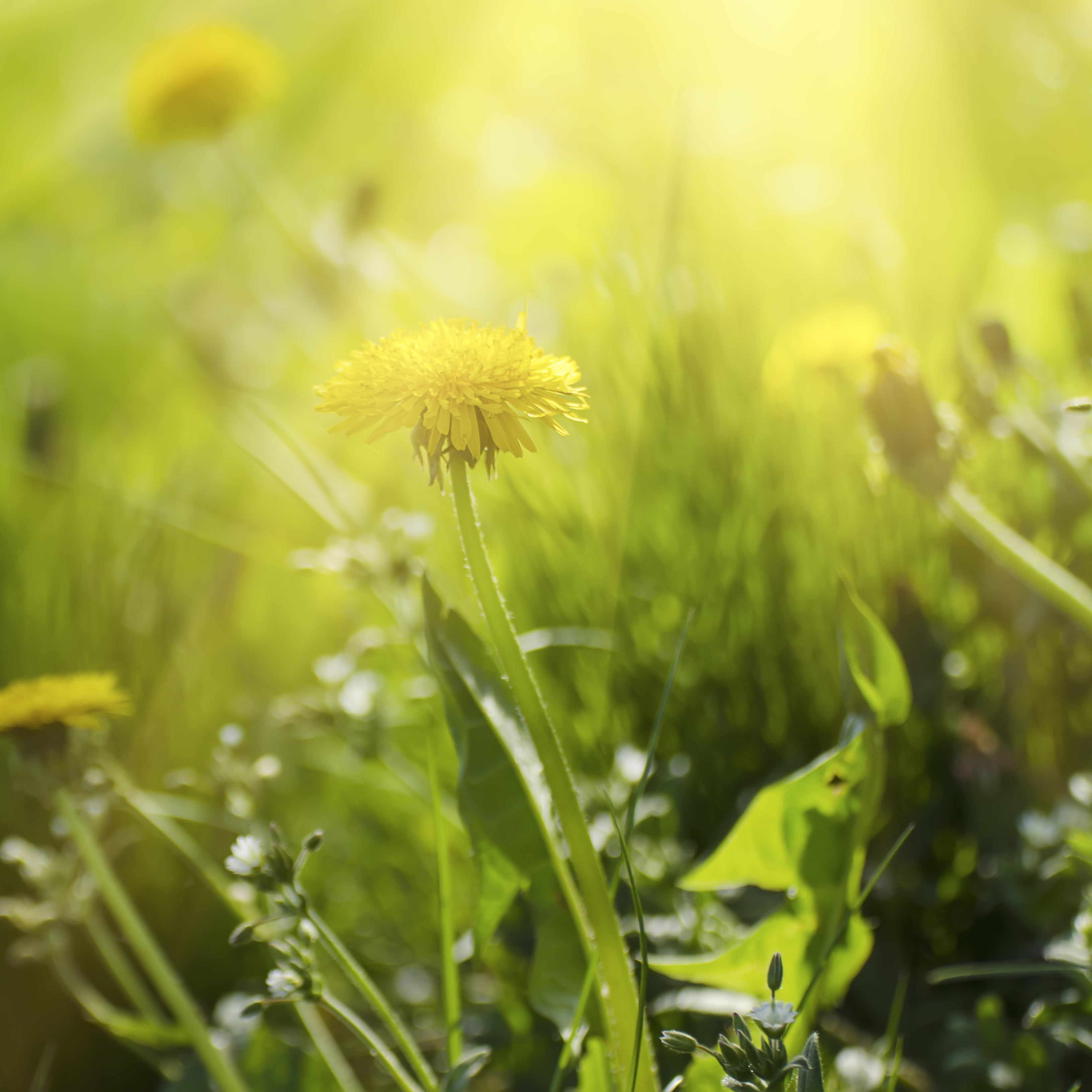 #locale_de#locale_nl