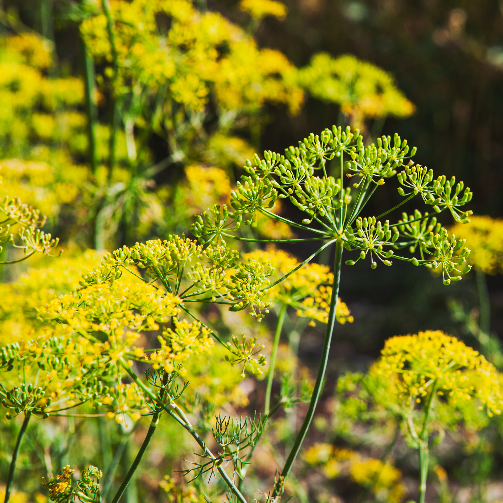 #locale_de#locale_nl