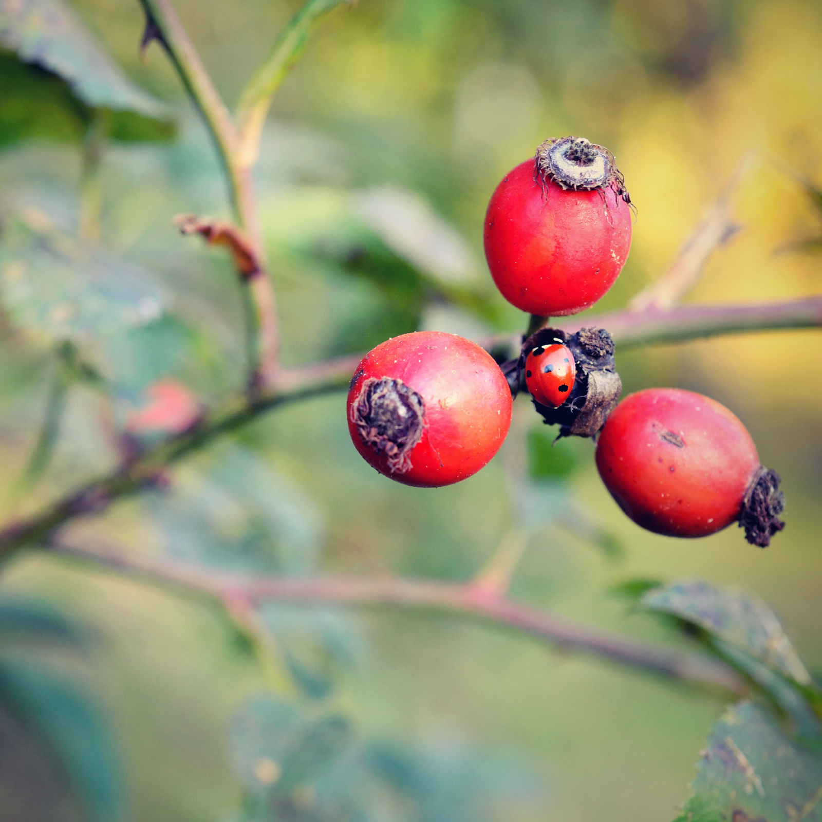 #locale_de#locale_nl