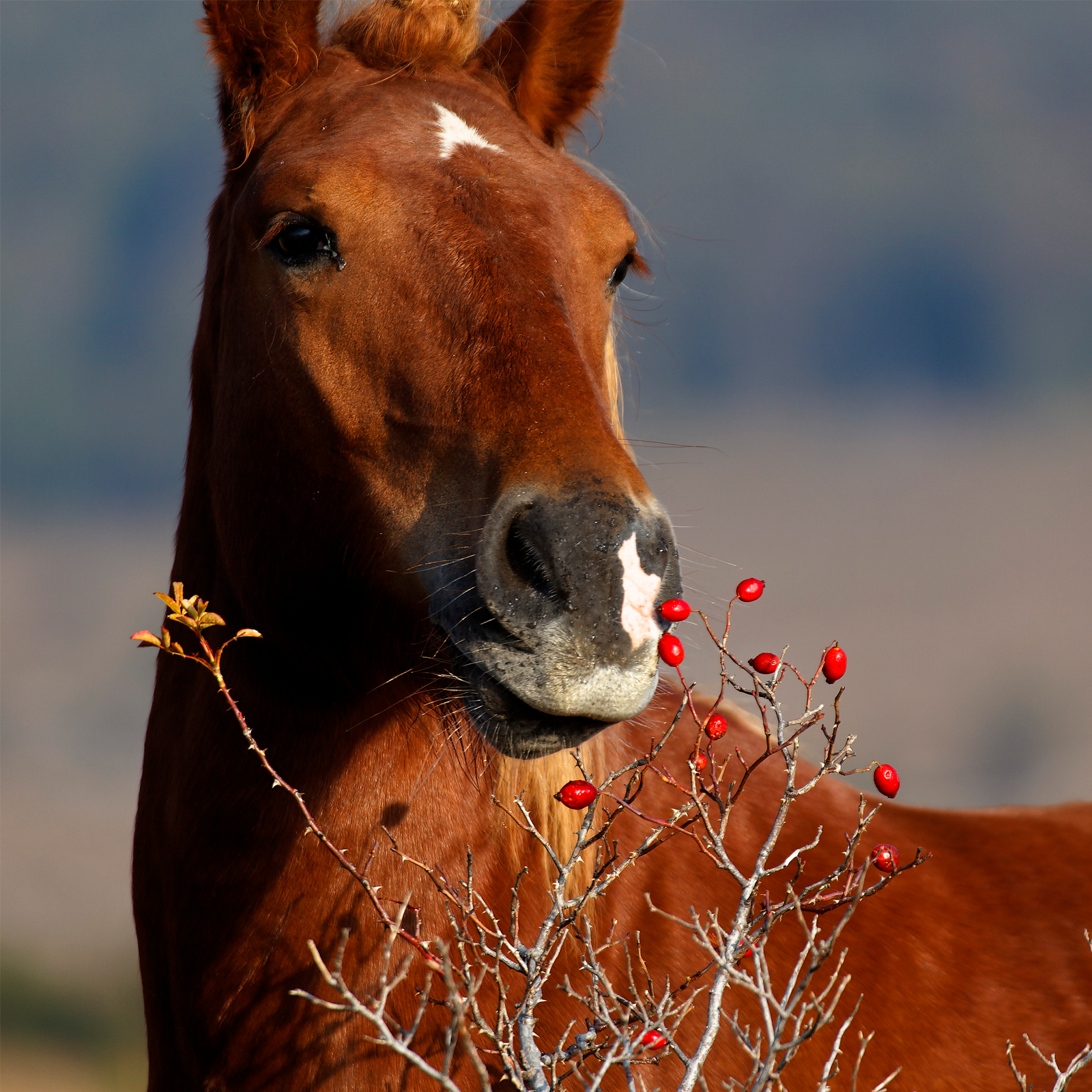 #locale_de#locale_nl