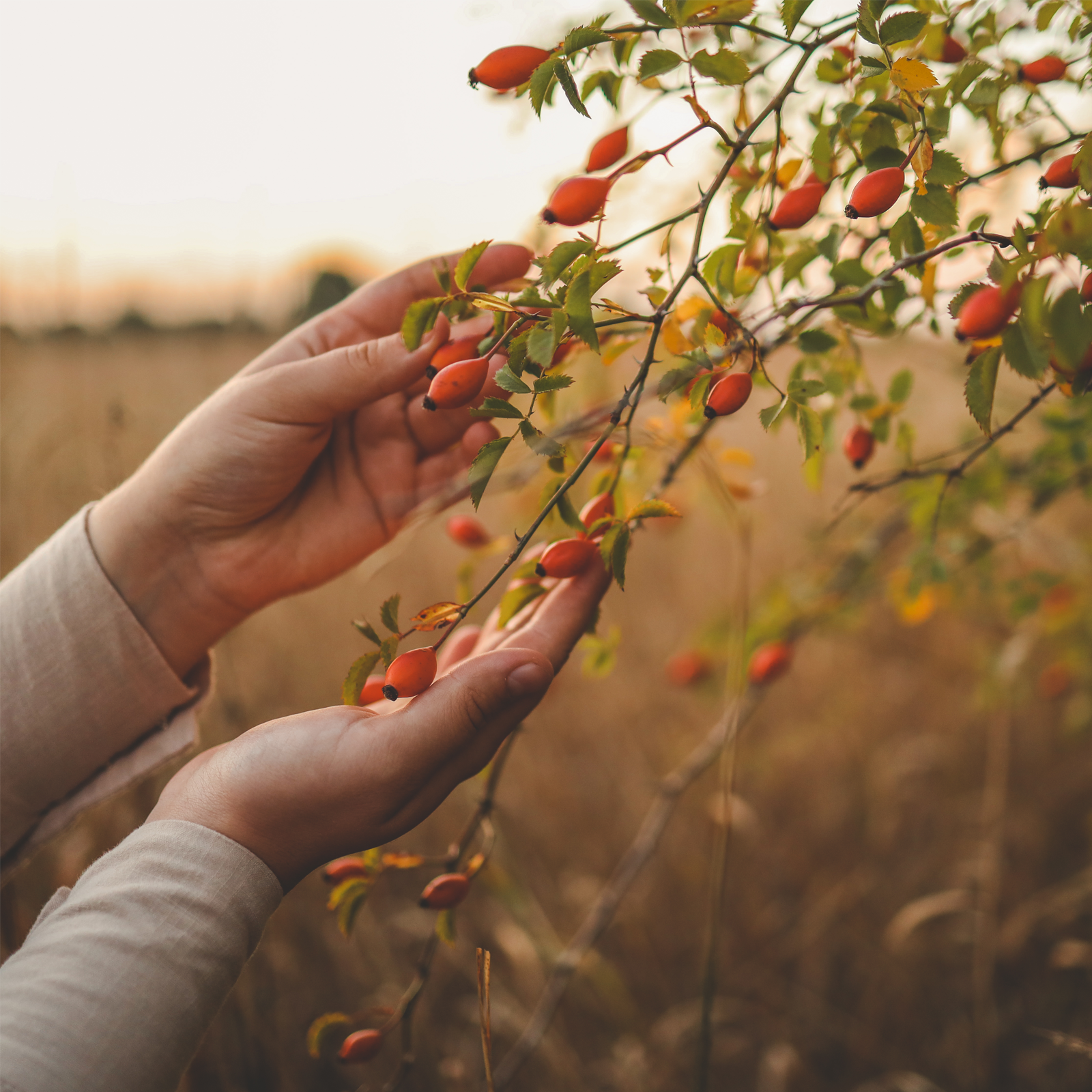 #locale_de#locale_nl