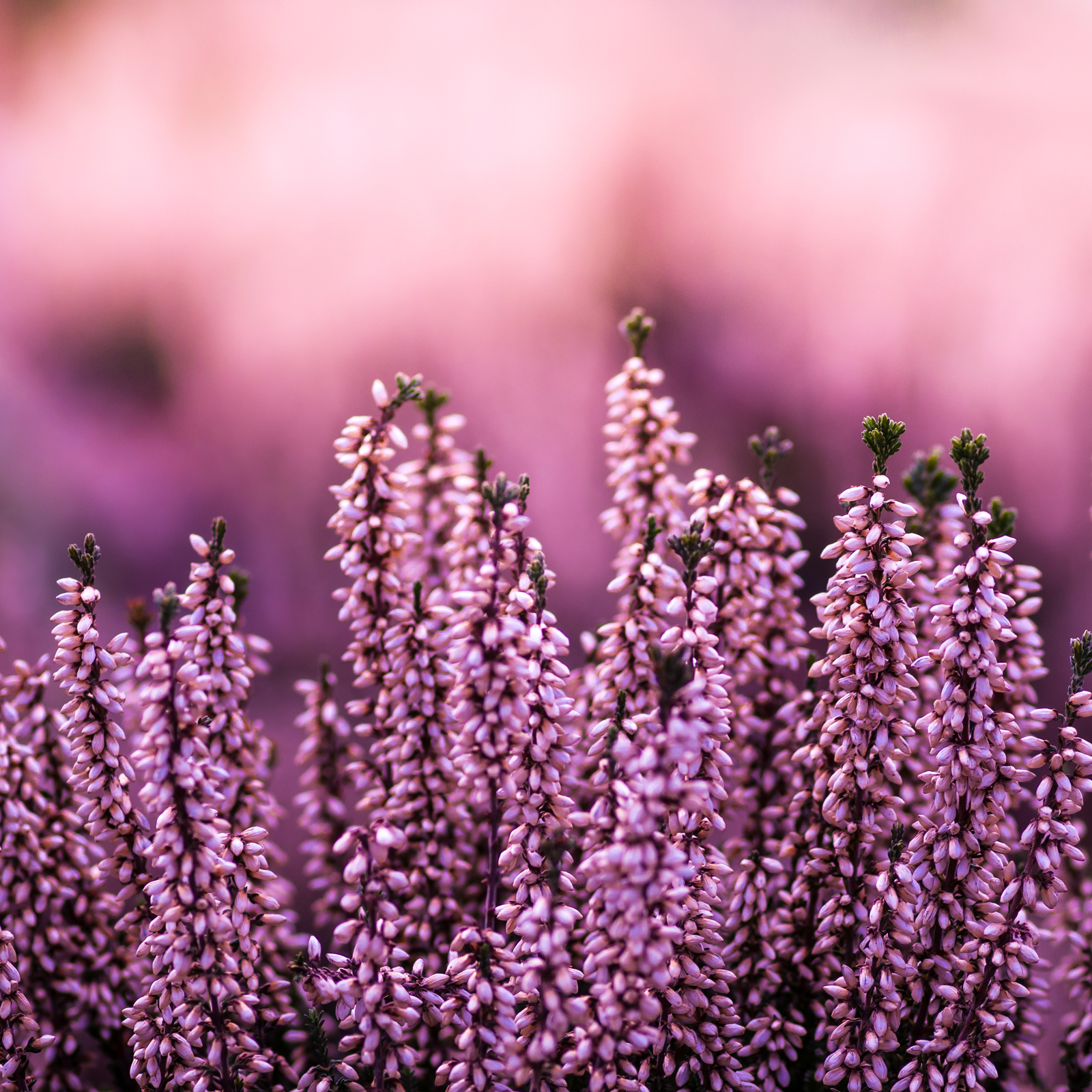 #locale_de#locale_nl