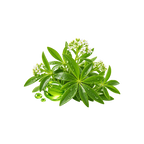 Waldmeister
