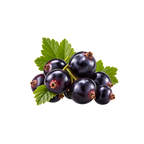 Schwarze Johannisbeere