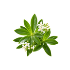 Waldmeister