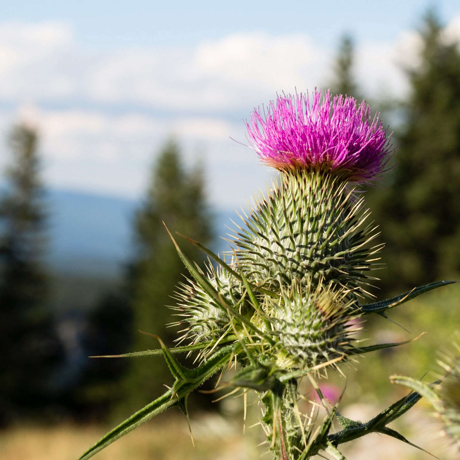 #locale_de#locale_nl