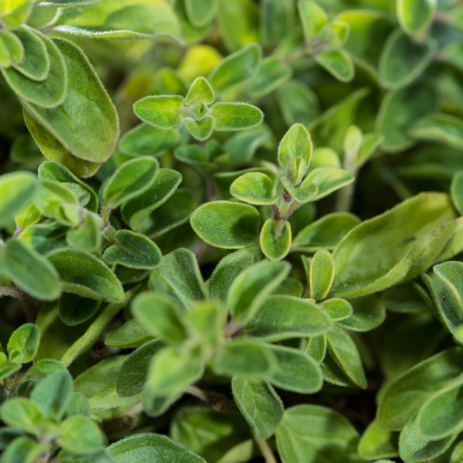 #locale_de#locale_nl