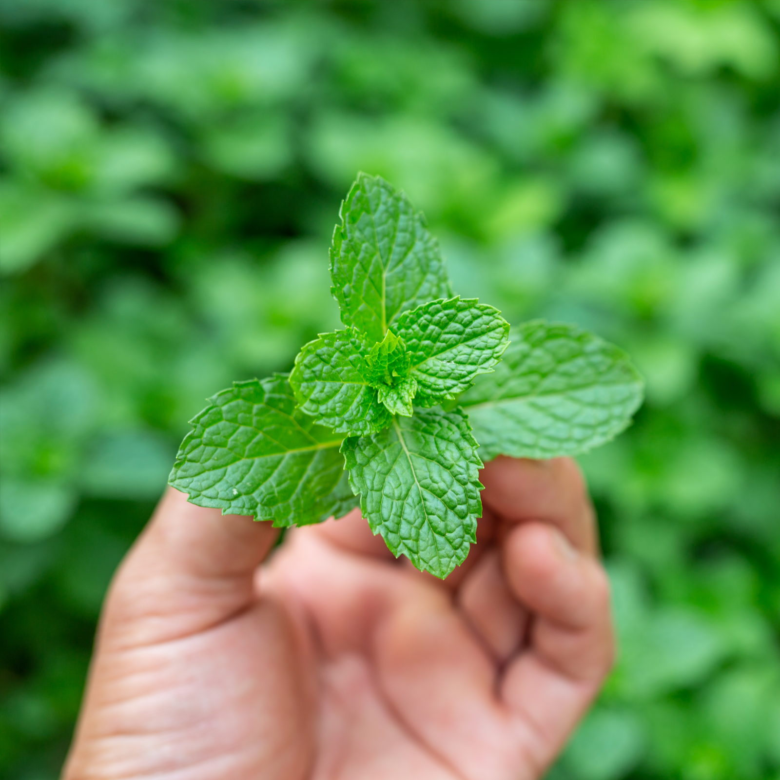 #locale_de#locale_nl